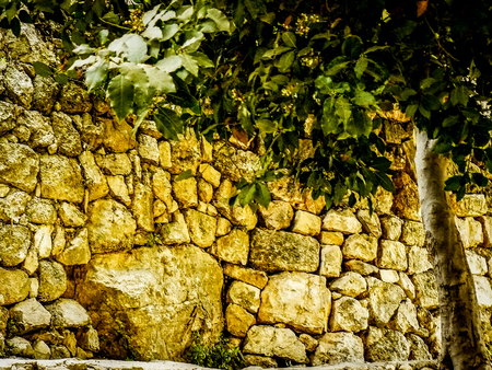 Nature and plants around the countryside of Jerusalemの写真素材