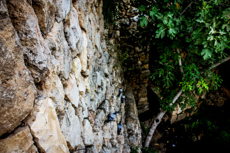Nature and plants around the countryside of Jerusalemの写真素材