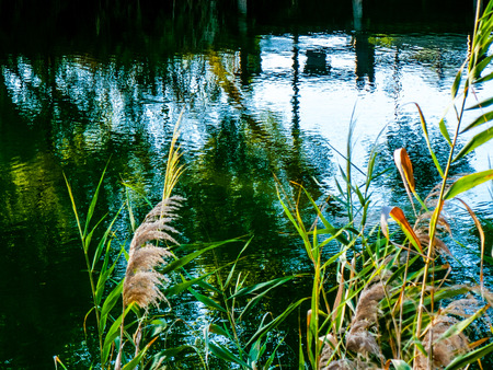 Nature and plants around the countryside of Jerusalemの写真素材