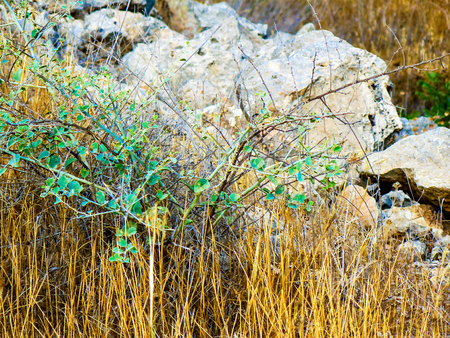 Nature and plants around the countryside of Jerusalemの写真素材