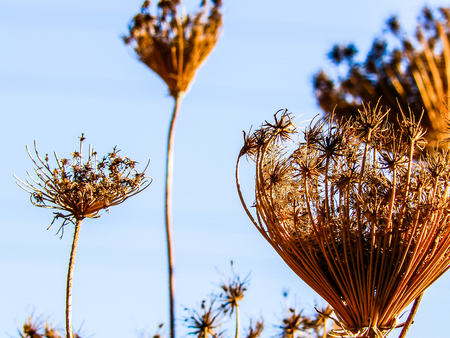 Nature and plants around the countryside of Jerusalemの写真素材
