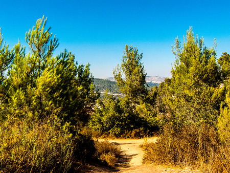 Nature and plants around the countryside of Jerusalemの写真素材