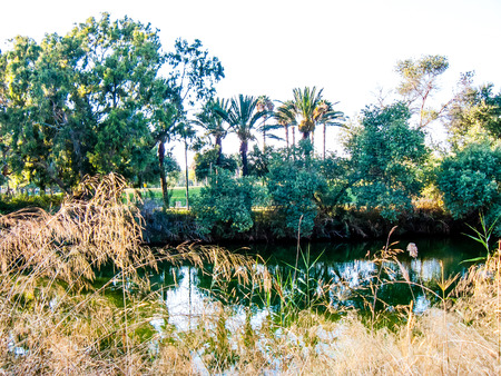 Nature and plants around the countryside of Jerusalemの写真素材