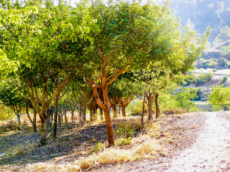 Nature and plants around the countryside of Jerusalemの写真素材