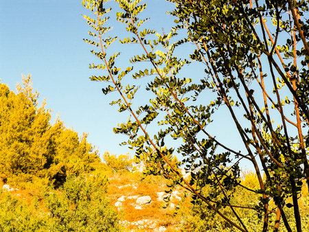 Nature and plants around the countryside of Jerusalemの写真素材
