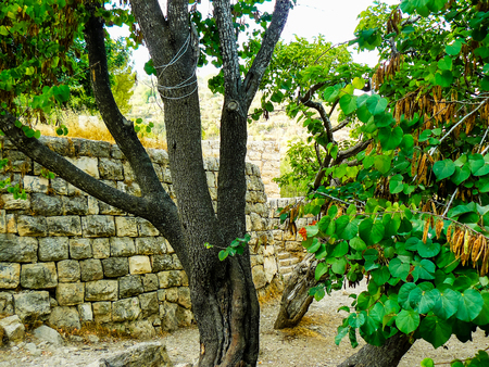 Nature and plants around the countryside of Jerusalemの写真素材