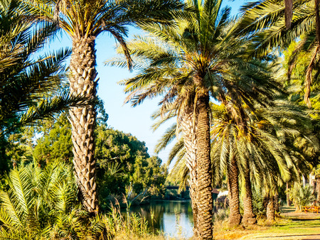 Nature and plants around the countryside of Jerusalemの写真素材