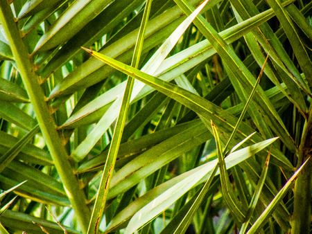 Nature and plants around the countryside of Jerusalemの写真素材