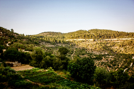 Nature and plants around the countryside of Jerusalemの写真素材