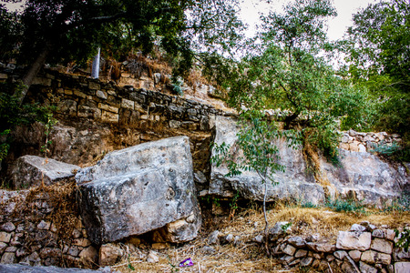 Nature and plants around the countryside of Jerusalemの写真素材