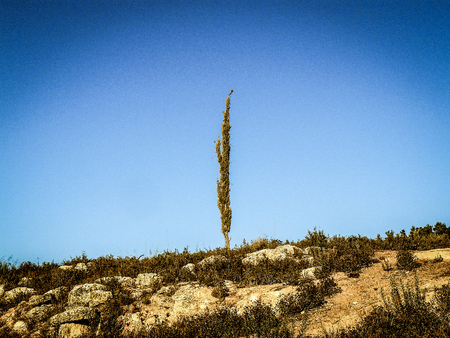 Nature and plants around the countryside of Jerusalemの写真素材