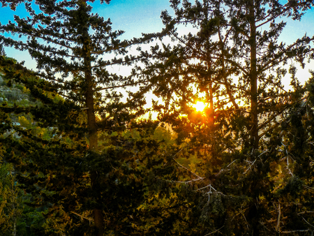 Nature and plants around the countryside of Jerusalemの写真素材