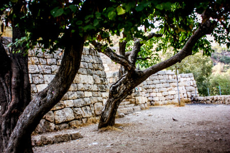 Nature and plants around the countryside of Jerusalemの写真素材