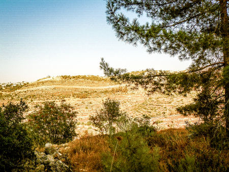 Nature and plants around the countryside of Jerusalemの写真素材