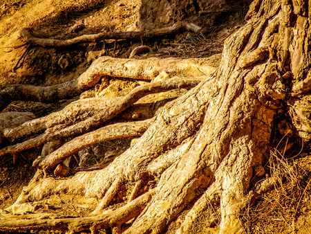 Nature and plants around the countryside of Jerusalemの写真素材