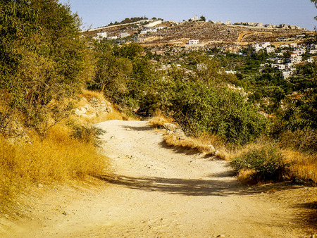 Nature and plants around the countryside of Jerusalemの写真素材