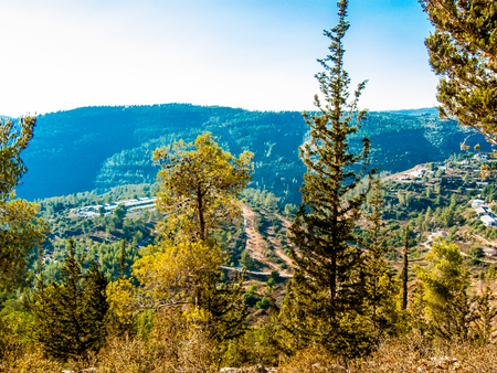 Nature and plants around the countryside of Jerusalemの写真素材