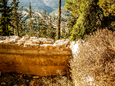 Nature and plants around the countryside of Jerusalemの写真素材