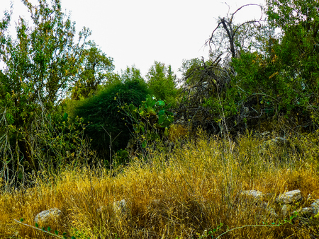 Nature and plants around the countryside of Jerusalemの写真素材