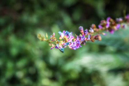 closeup of wild flower in Karnataka southern Indiaの写真素材