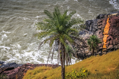 closeup of palm tree in southern Indiaの写真素材
