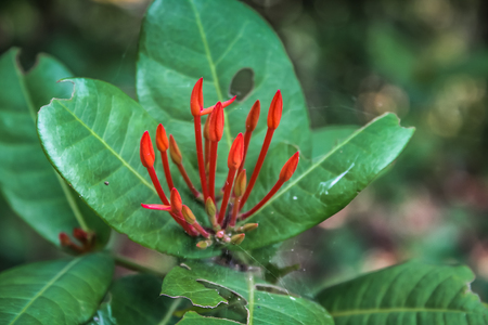 closeup of wild flower in Karnataka southern India
