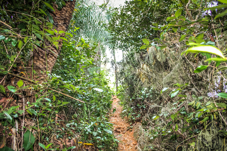 Path in the jungle of Karnataka in southern Indiaの写真素材