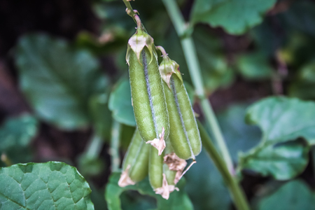 closeup of the nature in the jungle of Karnataka southern Indiaの写真素材