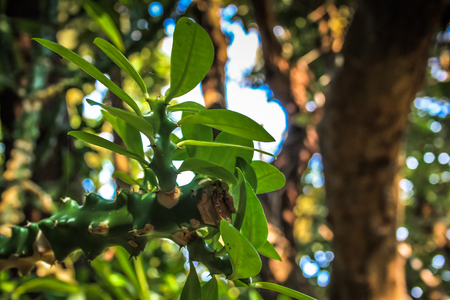 Nature and landscape in Karnataka Southern Indiaの写真素材