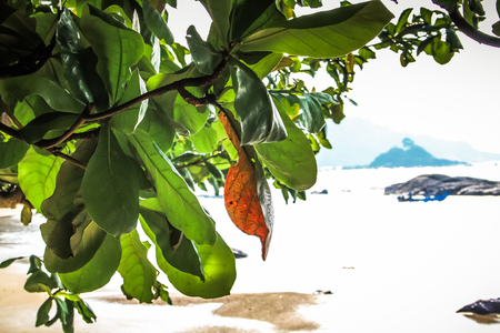 Nature and landscape in Southern Indiaの写真素材