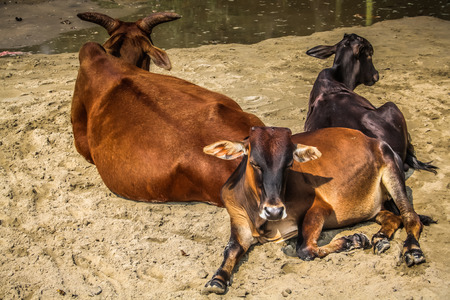 Cows standing in Goa southern Indiaの写真素材