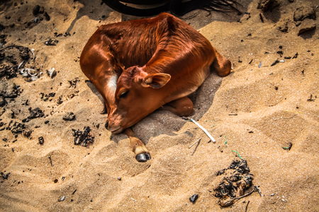 Cow standing in Goa southern Indiaの写真素材