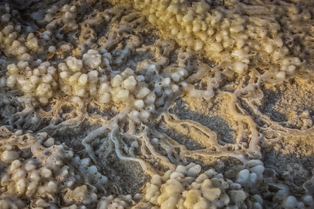 Closeup of Dead sea salt crystal in Israelの写真素材