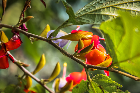 closeup of wild flower in Karnataka southern Indiaの写真素材
