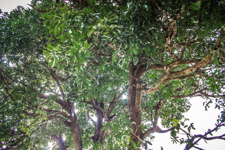 Nature and landscape in Southern Indiaの写真素材