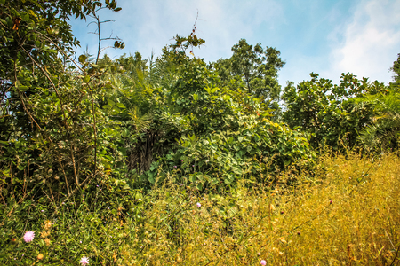 Nature and landscape in Southern Indiaの写真素材