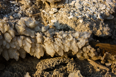 Closeup of Dead sea salt crystal in Israelの写真素材