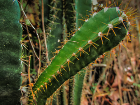 closeup of cactus plant in Karnataka southern India