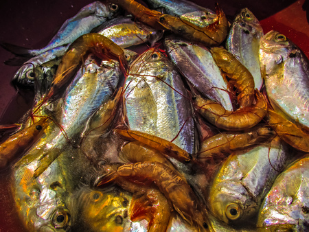 Closeup of different types of fishes in the fish market in southern Indiaの写真素材