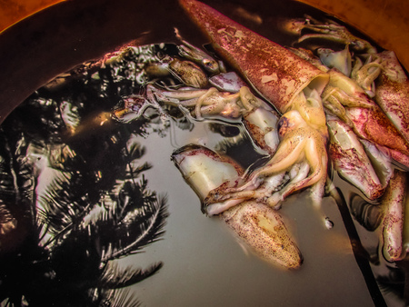 Closeup of different types of octopus in the fish market in southern India