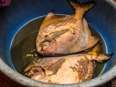 Closeup of different types of fishes in the fish market in southern Indiaの写真素材