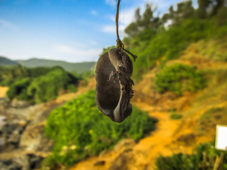 jungle view from the windows in southern Indiaの写真素材