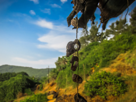 jungle view from the windows in southern India