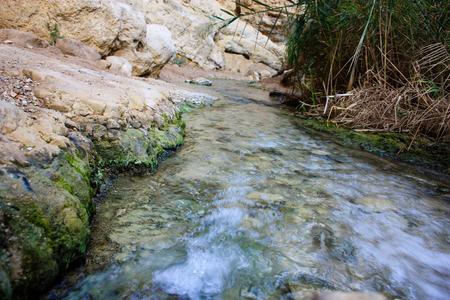 Nature in the Wadi Bokek reserve of Judean desert in Israelの写真素材