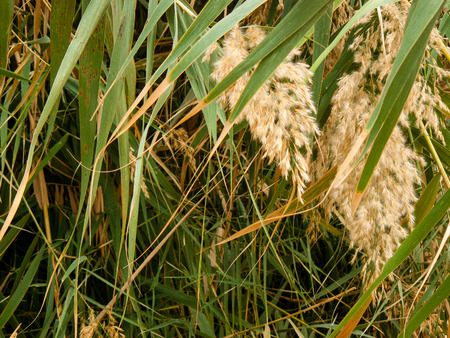 Nature in the Wadi Bokek reserve of Judean desert in Israel