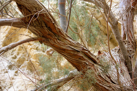 Nature in the Wadi Bokek reserve of Judean desert in Israelの写真素材