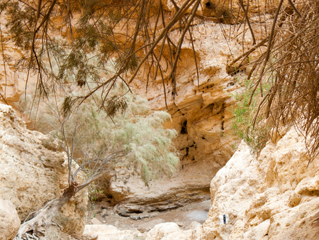 Nature in the Wadi Bokek reserve of Judean desert in Israelの写真素材