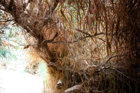Nature in the Wadi Bokek reserve of Judean desert in Israelの写真素材