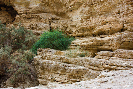 Nature in the Wadi Bokek reserve of Judean desert in Israelの写真素材