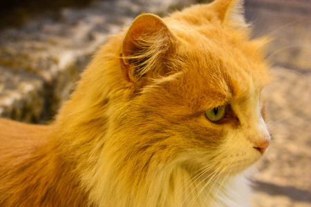 Cat roaming the streets of the city of Jerusalem in Israelの写真素材